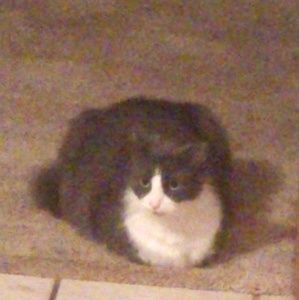 Meet your Posher, Katrina